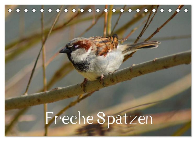 Produktbild: Freche Spatzen (Tischkalender 2026 DIN A5 quer), CALVENDO Monatskalender