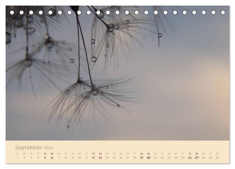 Produktbild: Unscheinbare Sch&ouml;nheit - Pusteblume (Tischkalender 2026 DIN A5 quer), CALVENDO Monatskalender