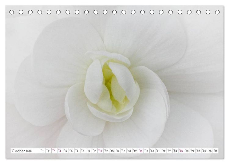 Produktbild: Traumbl&uuml;ten in Wei&szlig; (Tischkalender 2026 DIN A5 quer), CALVENDO Monatskalender