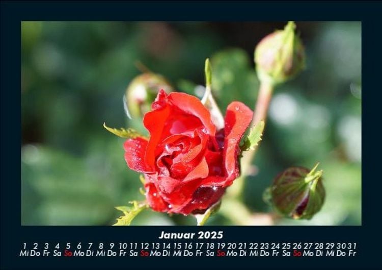 Produktbild: Rosentraum 2025 Fotokalender DIN A5
