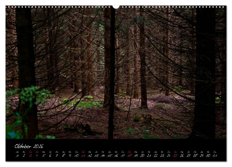 Produktbild: Wald (hochwertiger Premium Wandkalender 2026 DIN A2 quer), Kunstdruck in Hochglanz