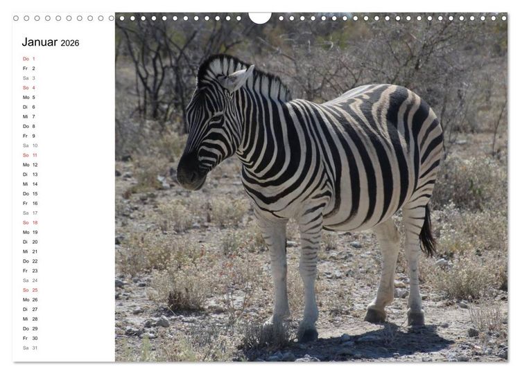 Produktbild: Namibia - Tierische Vielfalt (Planer) (Wandkalender 2026 DIN A3 quer), CALVENDO Monatskalender