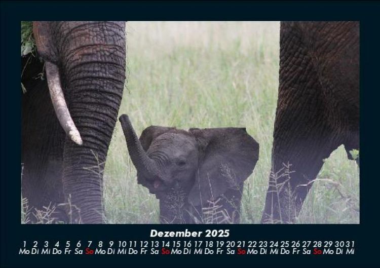 Produktbild: Elefanten - Die sanften Riesen Afrikas 2025 Fotokalender DIN A5