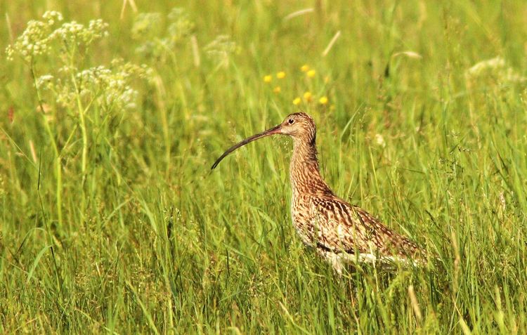 Produktbild: DIE WIESE - Ein Paradies nebenan
