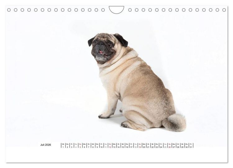 Produktbild: Mops - unwiderstehlich und charmant (Wandkalender 2026 DIN A4 quer), CALVENDO Monatskalender