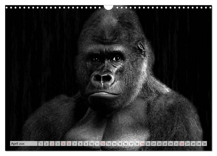 Produktbild: Wilde Tiere in schwarz-wei&szlig; (Wandkalender 2026 DIN A3 quer), CALVENDO Monatskalender