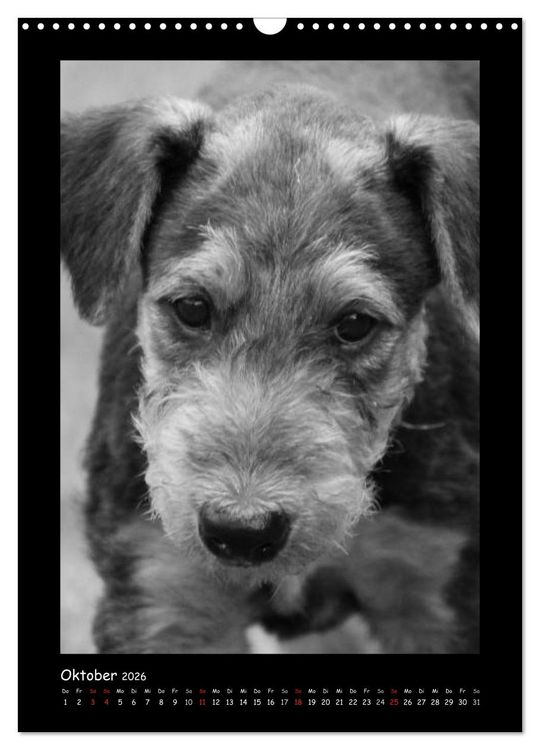 Produktbild: Der Airedale: Portraits eines "Dickkopfes" (Wandkalender 2026 DIN A3 hoch), CALVENDO Monatskalender