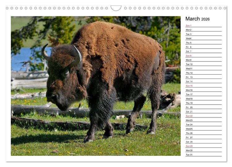 Produktbild: Bisons of North America (Wall Calendar 2026 DIN A3 landscape), CALVENDO 12 Month Wall Calendar