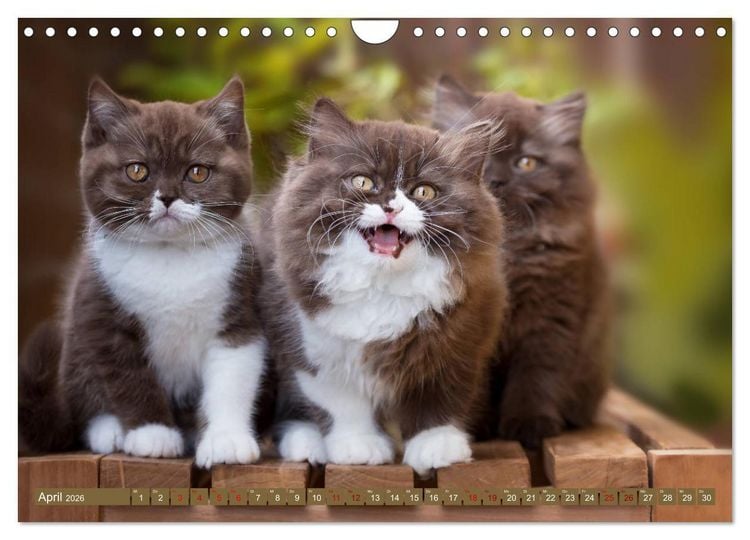 Produktbild: Kittens - Britisch Kurzhaar Katzenkinder (Wandkalender 2026 DIN A4 quer), CALVENDO Monatskalender