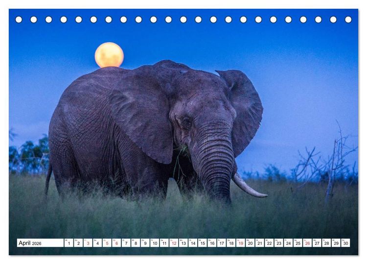 Produktbild: Wunderwelt der Tiere - S&uuml;dafrika (Tischkalender 2026 DIN A5 quer), CALVENDO Monatskalender