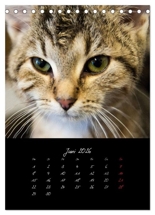 Produktbild: Katzenalltag 2026 (Tischkalender 2026 DIN A5 hoch), CALVENDO Monatskalender