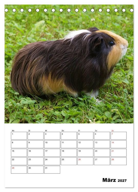 Produktbild: Meerschweinchen Terminplaner (Tischkalender 2027 DIN A5 hoch), CALVENDO Monatskalender