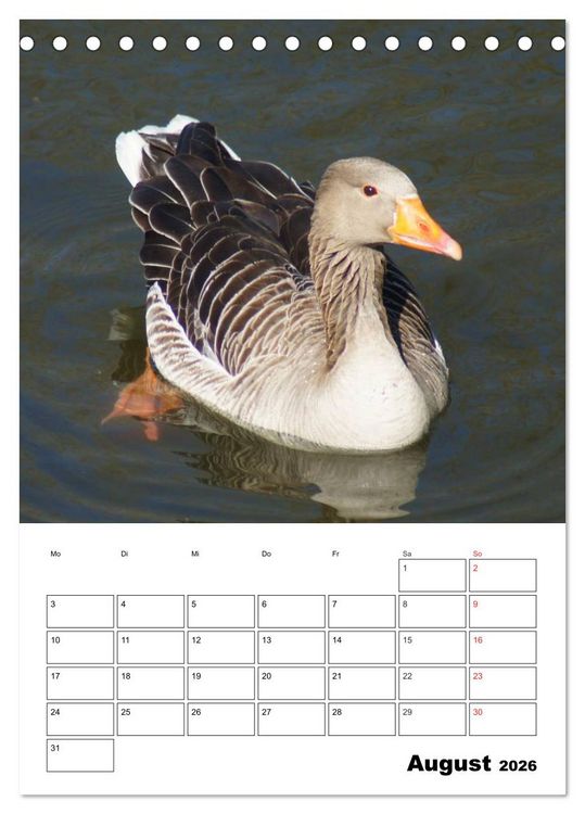 Produktbild: Gl&uuml;ckliche G&auml;nse (Tischkalender 2026 DIN A5 hoch), CALVENDO Monatskalender