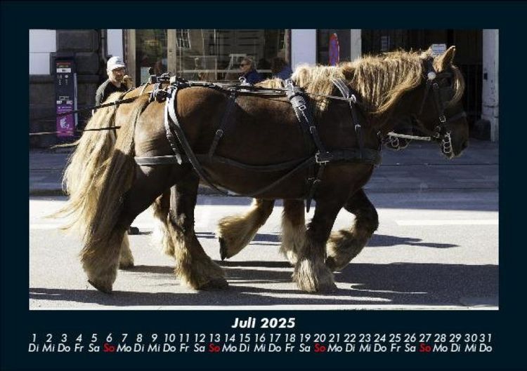 Produktbild: Pferde Kalender 2025 Fotokalender DIN A5