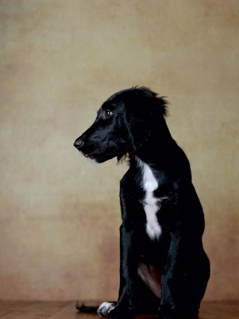 Produktbild: CALVENDO Puzzle Hazel - Retriever x Labrador x M&uuml;nsterl&auml;nder-Mix, 14 Wochen | 1000 Teile Lege-Gr&ouml;&szlig;e 64x48cm Foto-Puzzle f&uuml;r gl&uuml;ckliche Stunden
