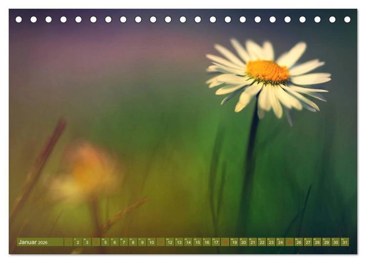 Produktbild: G&auml;nsebl&uuml;mchen Poesie (Tischkalender 2026 DIN A5 quer), CALVENDO Monatskalender
