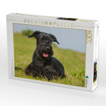 Produktbild: CALVENDO Puzzle Riesenschnauzer liegt im Gras | 1000 Teile Lege-Gr&ouml;&szlig;e 64x48cm Foto-Puzzle f&uuml;r gl&uuml;ckliche Stunden
