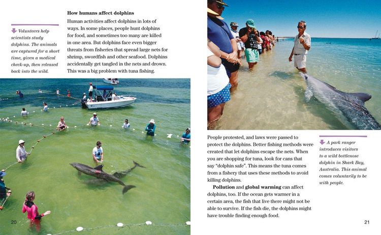 Produktbild: Face to Face with Dolphins