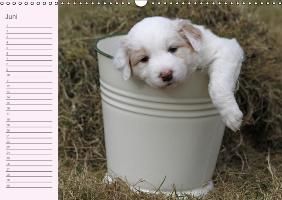 Produktbild: Border Collie-Welpen Geburtstagskalender (Wandkalender immerw&auml;hrend DIN A3 quer)