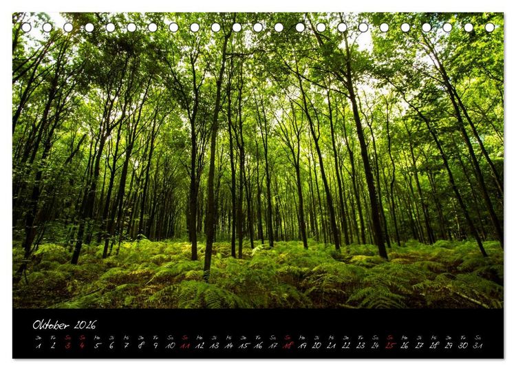 Produktbild: Wald (Tischkalender 2026 DIN A5 quer), CALVENDO Monatskalender