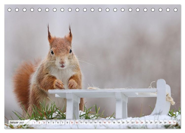 Produktbild: Eichh&ouml;rnchen - Kleine Fotomodelle mit gro&szlig;em Charme (Tischkalender 2027 DIN A5 quer), CALVENDO Monatskalender