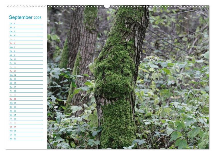 Produktbild: Wundersch&ouml;ner Spreewald (hochwertiger Premium Wandkalender 2026 DIN A2 quer), Kunstdruck in Hochglanz