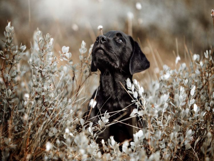 Produktbild: CALVENDO Puzzle Labrador Retriever Welpe | 1000 Teile Lege-Gr&ouml;&szlig;e 64x48cm Foto-Puzzle f&uuml;r gl&uuml;ckliche Stunden