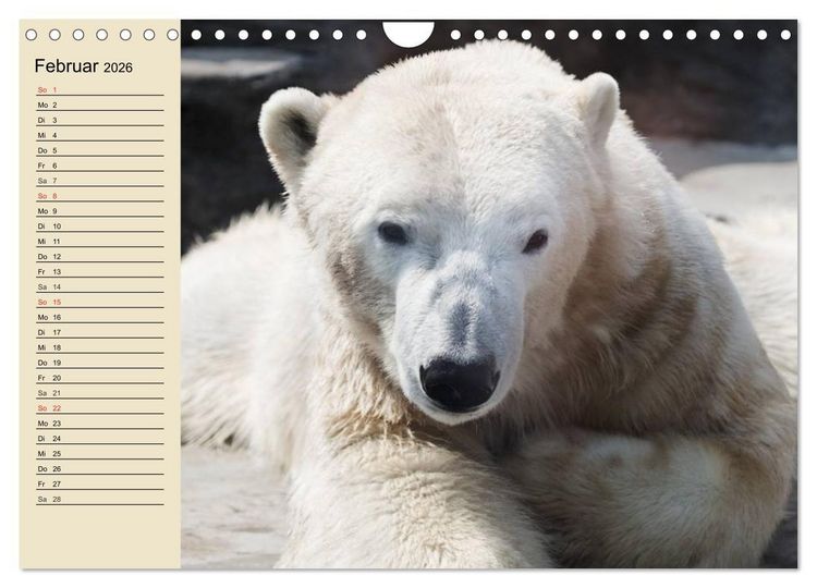 Produktbild: B&auml;ren (Wandkalender 2026 DIN A4 quer), CALVENDO Monatskalender