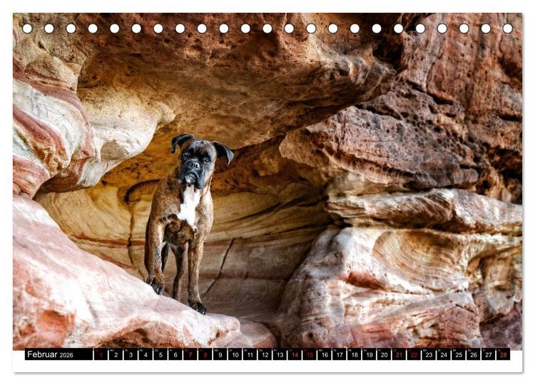 Produktbild: K&auml;the - ein Boxer mit Charme (Tischkalender 2026 DIN A5 quer), CALVENDO Monatskalender