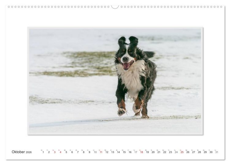 Produktbild: Emotionale Momente: Berner Sennenhund. (Wandkalender 2026 DIN A2 quer), CALVENDO Monatskalender
