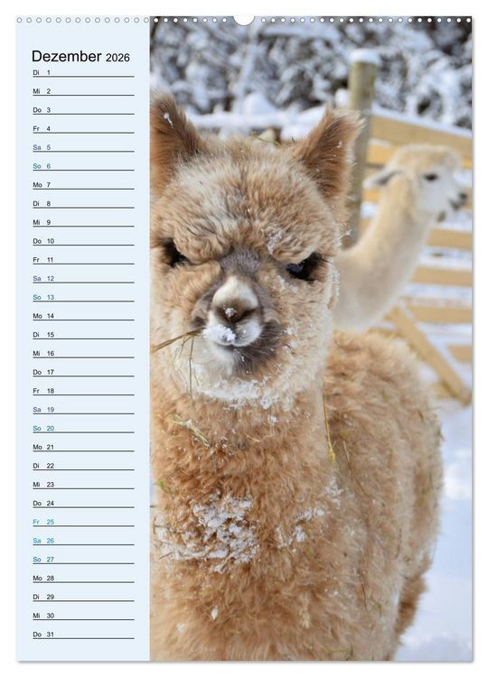 Produktbild: Alpakas zum Knuddeln gerne (hochwertiger Premium Wandkalender 2026 DIN A2 hoch), Kunstdruck in Hochglanz