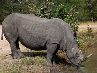 Produktbild: CALVENDO Puzzle Wasserstopp f&uuml;rs Nashorn | 1000 Teile Lege-Gr&ouml;&szlig;e 64x48cm Foto-Puzzle f&uuml;r gl&uuml;ckliche Stunden