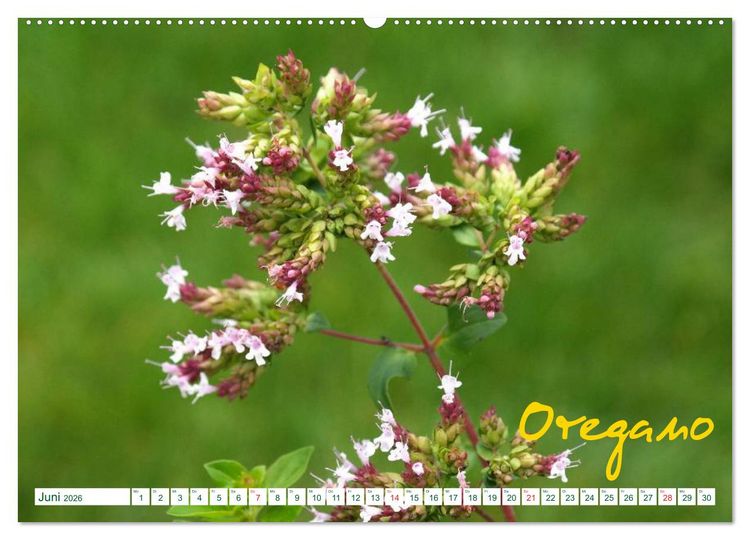Produktbild: Kr&auml;uter - Gesund, h&uuml;bsch und lecker (hochwertiger Premium Wandkalender 2026 DIN A2 quer), Kunstdruck in Hochglanz