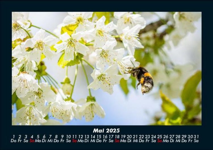 Produktbild: Blumentr&auml;ume 2025 Fotokalender DIN A5