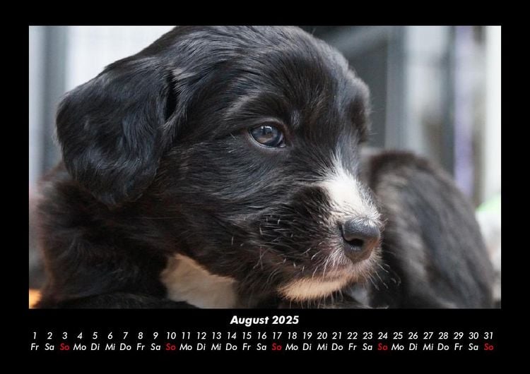 Produktbild: Welpen 2025 Fotokalender DIN A3