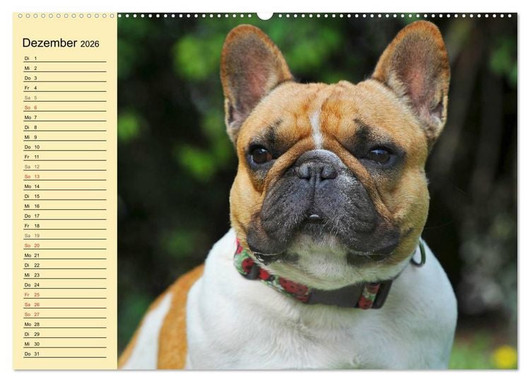 Produktbild: Franz&ouml;sische Bulldogge - Clown auf 4 Pfoten (Wandkalender 2026 DIN A2 quer), CALVENDO Monatskalender