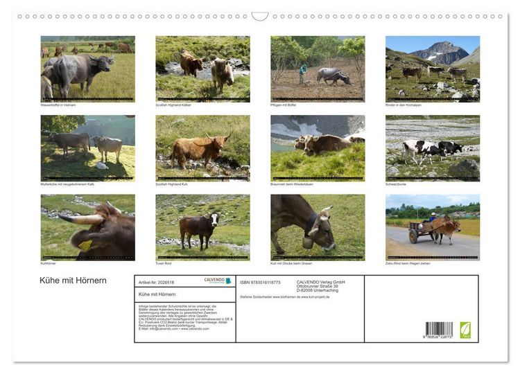 Produktbild: K&uuml;he mit H&ouml;rnern (Wandkalender 2026 DIN A2 quer), CALVENDO Monatskalender