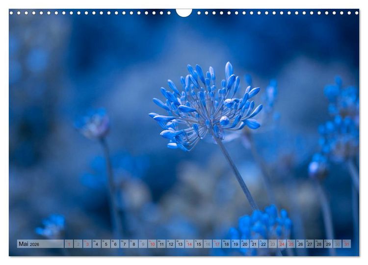 Produktbild: Farbenfroher Bl&uuml;tentraum (Wandkalender 2026 DIN A3 quer), CALVENDO Monatskalender