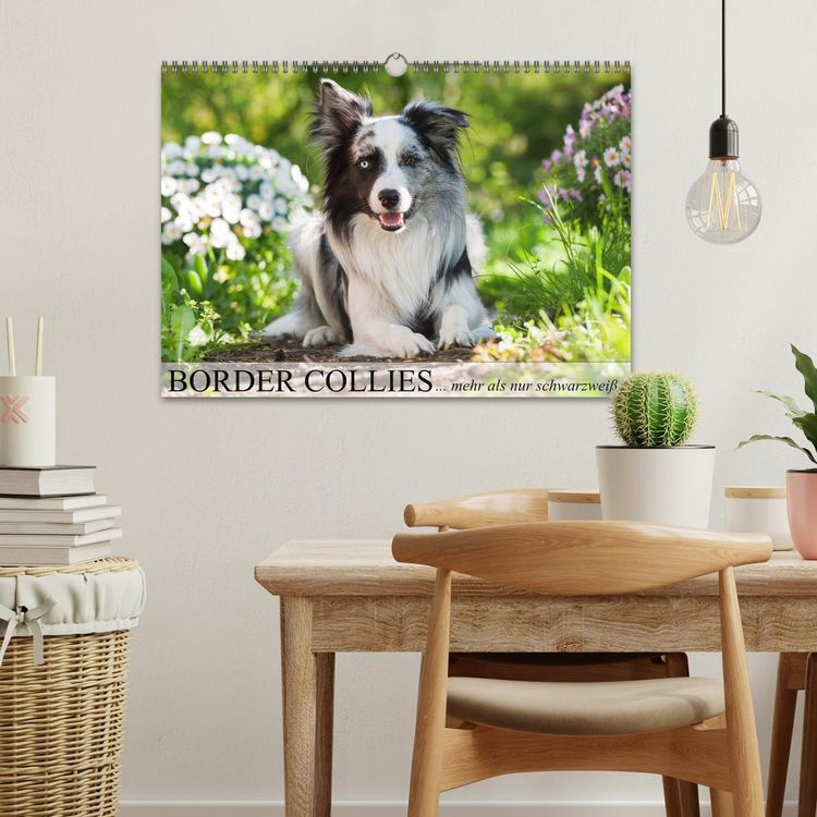 Produktbild: Border Collies - nicht nur schwarzwei&szlig; (Wandkalender 2026 DIN A3 quer), CALVENDO Monatskalender