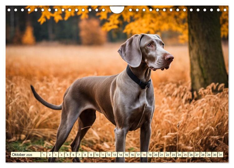 Produktbild: Weimaraner - der ideale Jagdbegleiter (Wandkalender 2026 DIN A4 quer), CALVENDO Monatskalender