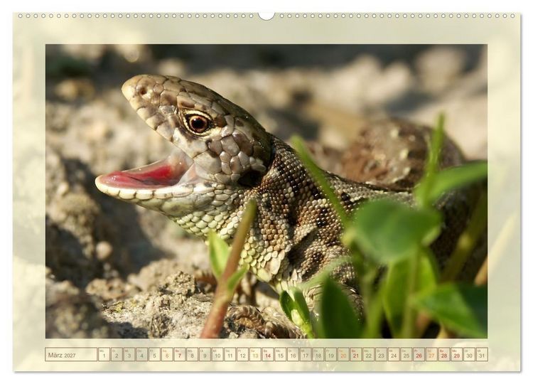 Produktbild: Minisaurier im Garten (Wandkalender 2027 DIN A2 quer), CALVENDO Monatskalender