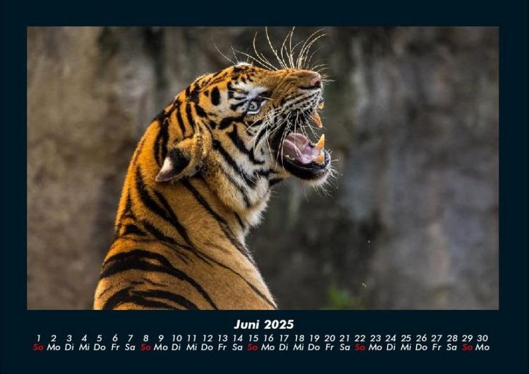 Produktbild: Tiger 2025 Fotokalender DIN A4