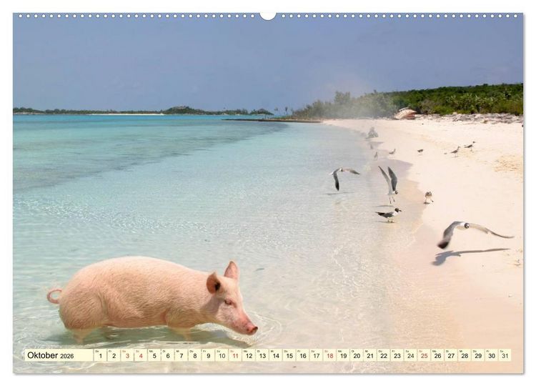 Produktbild: Schwimmende Schweine (hochwertiger Premium Wandkalender 2026 DIN A2 quer), Kunstdruck in Hochglanz