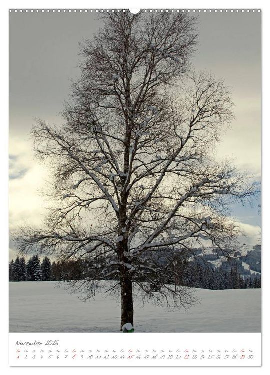 Produktbild: Meine sch&ouml;nsten B&auml;ume (hochwertiger Premium Wandkalender 2026 DIN A2 hoch), Kunstdruck in Hochglanz