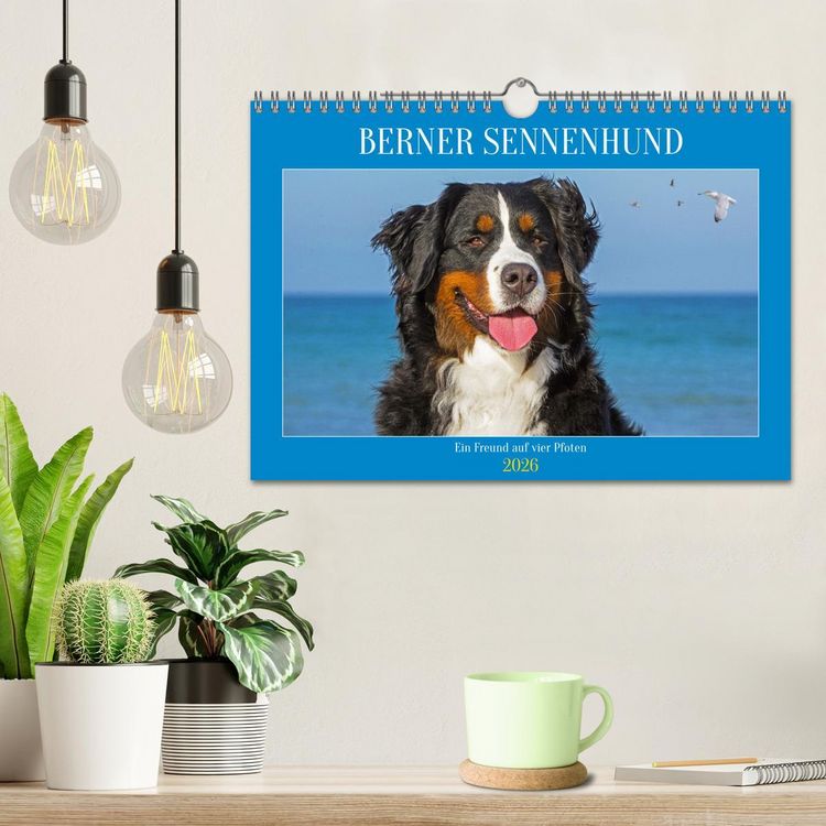 Produktbild: Berner Sennenhund - Ein Freund auf vier Pfoten (Wandkalender 2026 DIN A4 quer), CALVENDO Monatskalender