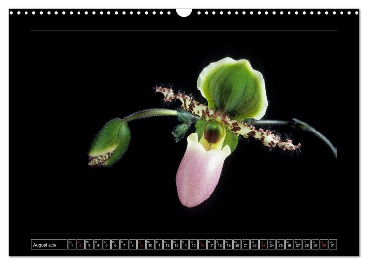 Produktbild: Orchideen 2026 (Wandkalender 2026 DIN A3 quer), CALVENDO Monatskalender
