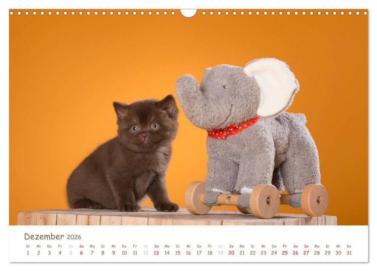 Produktbild: Die Britisch Kurzhaar (Wandkalender 2026 DIN A3 quer), CALVENDO Monatskalender