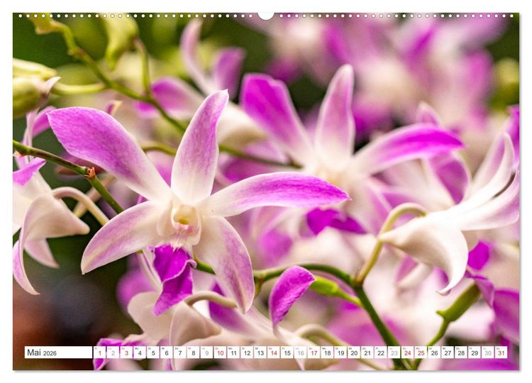 Produktbild: Orchidaceae - Orchideen (Wandkalender 2026 DIN A2 quer), CALVENDO Monatskalender