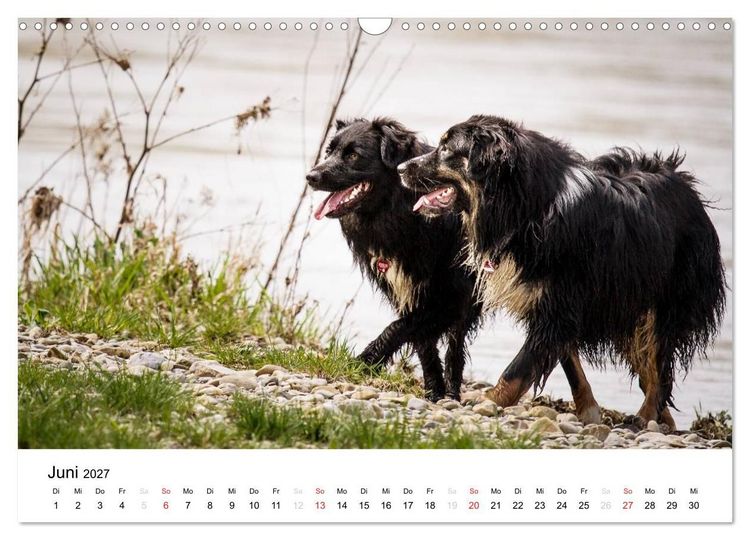 Produktbild: Australian Shepherd - Traum auf vier Pfoten (Wandkalender 2027 DIN A3 quer), CALVENDO Monatskalender