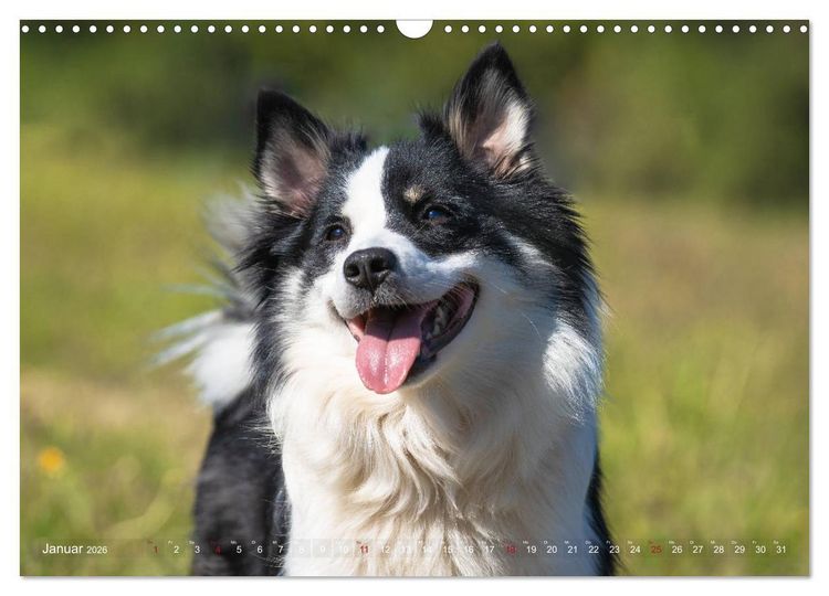 Produktbild: Islandhunde im Portrait (Wandkalender 2026 DIN A3 quer), CALVENDO Monatskalender